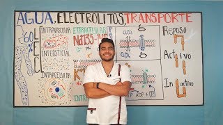 AGUA ELECTROLITOS Y TRANSPORTE FISIOLOGÍA EL SEMESTROSO [upl. by Abehshtab611]