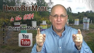 Apis Mellifera  Top 5 Honey Bee Picks [upl. by Alrad]