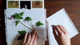 Beginners Guide to Botanising Home Herbarium [upl. by Aggappora]