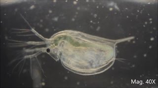 Daphnia magna under the Microscope [upl. by Weinrich]