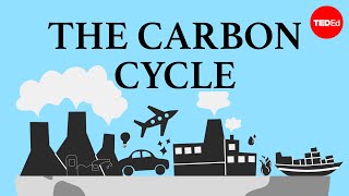 The carbon cycle  Nathaniel Manning [upl. by Odrahcir]