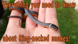 Everything you need to know about Ringnecked snakes Diadophis punctuatus [upl. by Swanhildas]