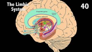 The Limbic System in 60 seconds [upl. by Zetana]