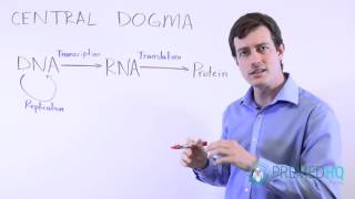 Central Dogma DNA to RNA to Protein [upl. by Hartzke606]