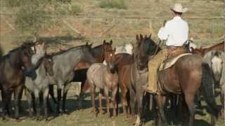 Tongue River Ranch  American Quarter Horse Program [upl. by Harrietta]