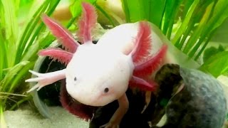 Axolotl Cool Cute Aquarium Mexican Salamander [upl. by Herculie]