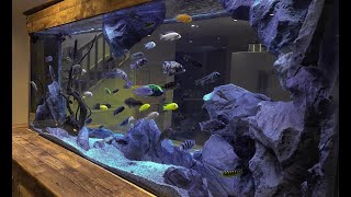 7 Beautiful African Cichlids Tank Setup  Large African Cichlid Aquarium [upl. by Bradney]