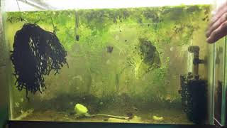 Scuds Daphnia Cherry Shrimp Copepods My aquatic food culture [upl. by Nrobyalc]