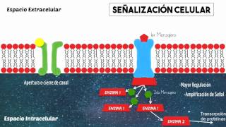 Proteína G y señalización celular básica [upl. by Enrichetta898]