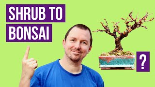 Flowering Bonsai from Nursery Stock Complete Repotting [upl. by Benioff448]