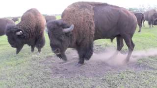 Bison Bull in Mating Season [upl. by Raval]