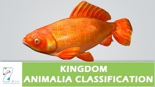 Kingdom Animalia Classification [upl. by Ytsirhk996]