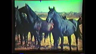 1941 Quarter Horse Film narrated by BF Yeates [upl. by Leirvag]