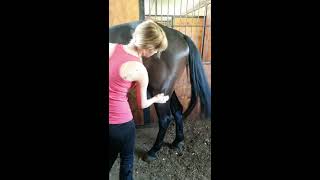 Horse Massage 33 [upl. by Brenna235]