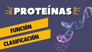 Proteínas Estructura Clasificación Función y Desnaturalización 🔬 [upl. by Gabor]