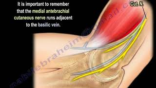 NERVE INJURY The Medial Antebrachial Cutaneous Everything You Need To Know  Dr Nabil Ebraheim [upl. by Belshin]