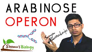 Arabinose operon [upl. by Vtarj510]