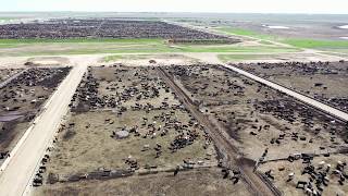 BEEF CATTLE ON A FEEDLOT IN TEXAS PANHANDLE [upl. by Lourie]