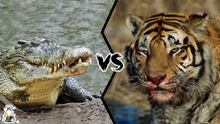 CROCODILE VS TIGER  Who Is The Strongest Predator [upl. by Ayn]