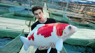 LARGEST KOI FISH FARM in SINGAPORE  Private Tour [upl. by Slocum74]