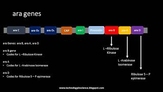 Arabinose Operon  ara Operon [upl. by Mcmaster]