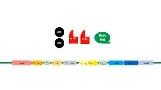 LArabinose Operon [upl. by Enia]