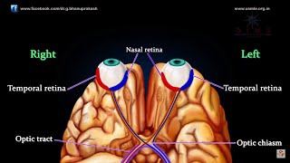 VISUAL PATHWAY ANIMATED  Animated anatomy lectures USMLE Step 1 [upl. by Philipp]