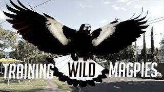 Training Australias Dangerous Magpies [upl. by Naro]