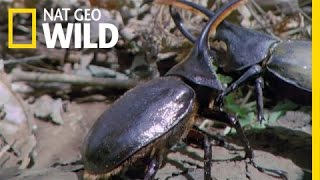 Hercules Beetle Battle  Wild Costa Rica [upl. by Terris]