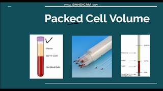 Packed cell volume Hematocrit [upl. by Teplica]