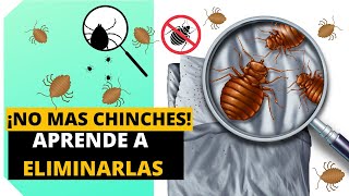 COMO ELIMINAR LAS CHINCHES DE CAMA Eficazmente EN MINUTOS  Insecticida De Chinchas [upl. by Weisberg753]