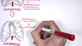 Mechanism of Breathing [upl. by Nwahsear]