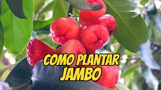 COMO PLANTAR JAMBO DE FORMA SIMPLES [upl. by Kroy]