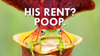 You Won’t Believe What Pitcher Plants Charge In Rent [upl. by Mauve]