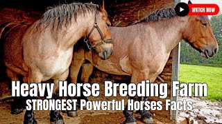 Heavy Horse Breeding Farm  STRONGEST Powerful Horses Facts [upl. by Linkoski983]