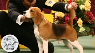 From the WKC Archives Uno the Beagle [upl. by Pentha]