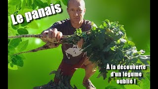 Le panais légume oublié [upl. by Eneri]