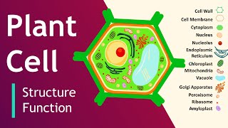 Plant cell Structure and Function  Plant Cell Model  Basic Science Series [upl. by Yehsa]