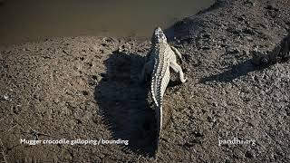 Mugger crocodile galloping  bounding [upl. by Ainadi]