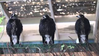 Three Australian Magpies Sing in Unison [upl. by Screens239]