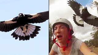 Ozzy Man Reviews MAGPIES [upl. by Annad]