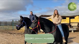 Visitamos GANADOS PALOMARES  Caballos PERCHERÓN HISPANO BRETÓN COMTOIS BURGUETE BRETON ARDANES [upl. by Florry]