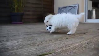 bichon maltais 2 mois [upl. by Jeavons]