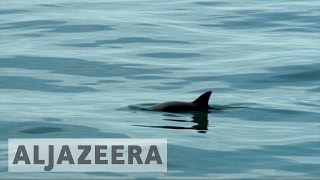 Saving the almost extinct vaquita porpoise [upl. by Trumaine]