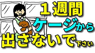 【犬 ケージ】迎えたばかりの子犬は１週間ケージから出さないで下さい（って言われました）【犬のしつけ＠横浜】by遠藤エマ先生 [upl. by Atteyek]