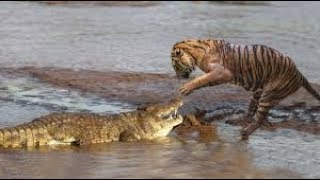 BRUTAL FIGHT  CROCODILE VS TIGER  FIGHT TO DEATH [upl. by Tamis367]