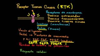 Receptor y señalización Tirosina Cinasa [upl. by Gunthar147]