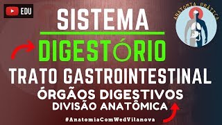 Sistema Digestório  Divisões anatômicas e órgãos digestivos  Anatomia Prática  VideoAula [upl. by Pellet520]