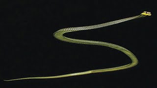 Researchers Reveal How Flying Snakes Glide Through the Air [upl. by Carrillo787]