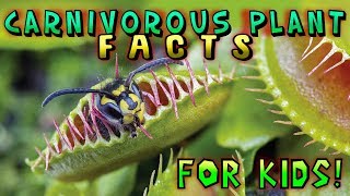 Carnivorous Plant Facts for Kids [upl. by Ikcin643]